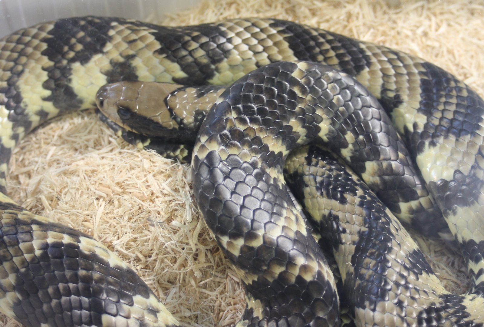 False water cobra - Hydrodynastes gigas