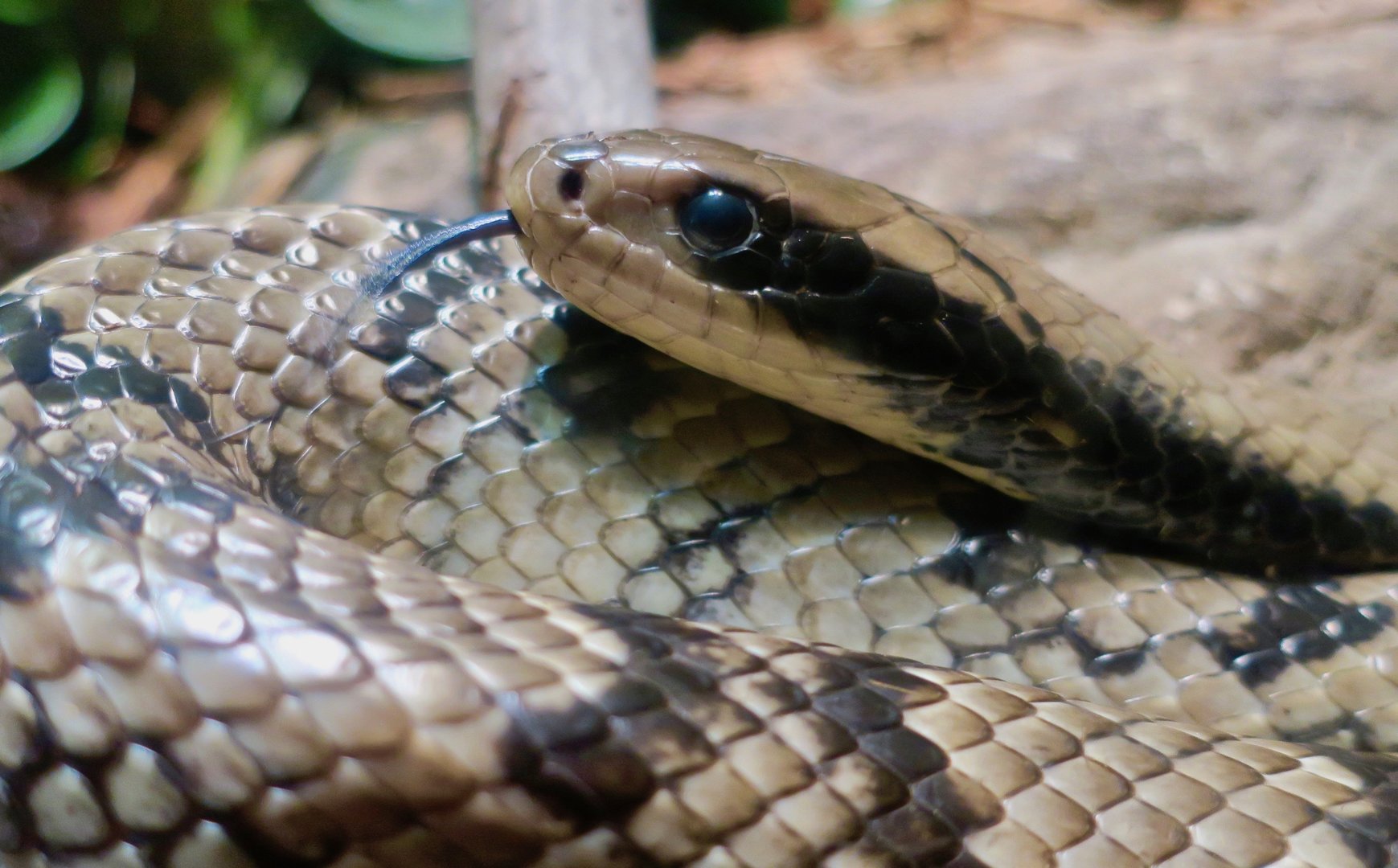 False Water Cobra (Hydrodynastes gigas)