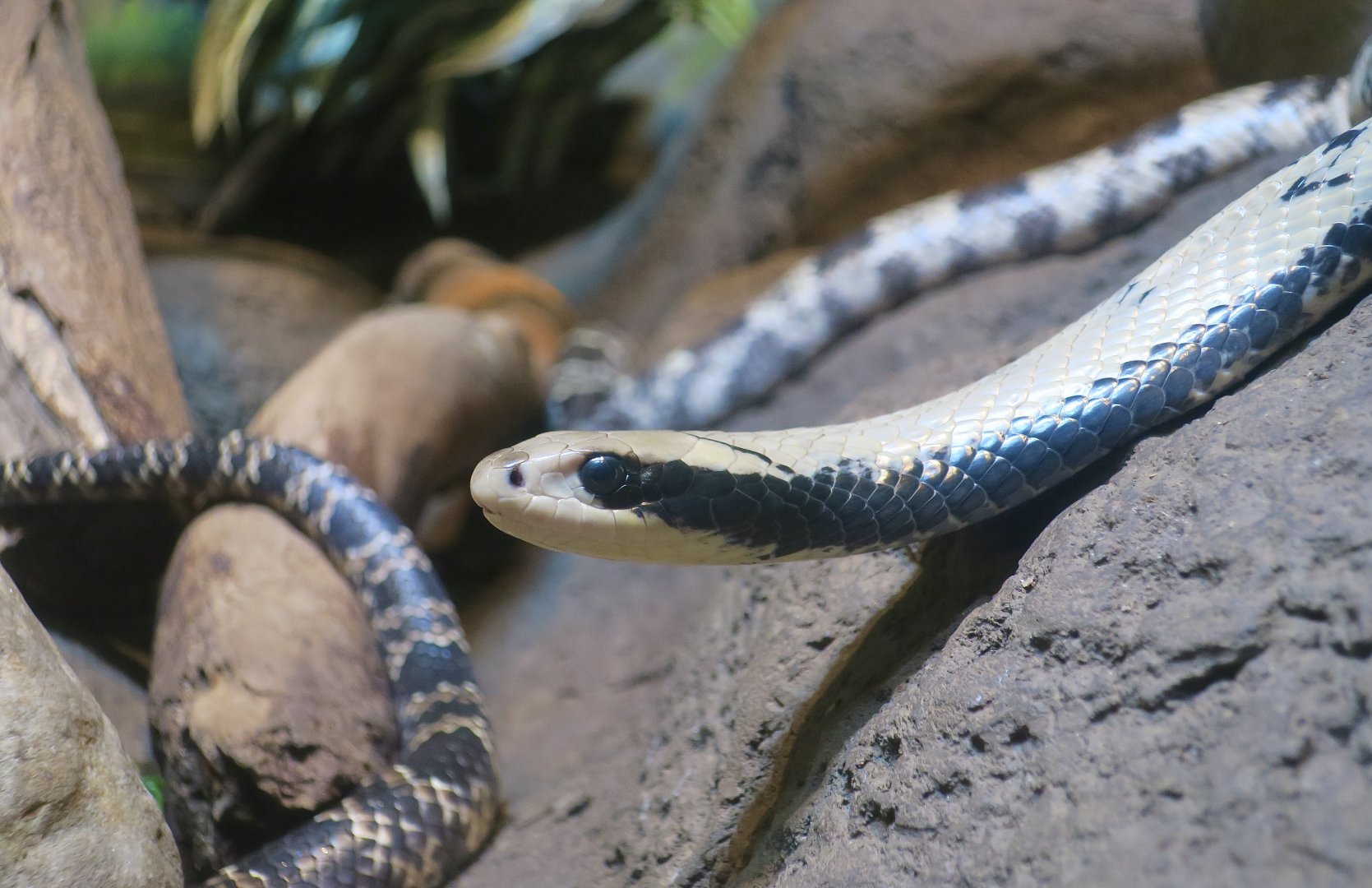 False Water Cobra (Hydrodynastes gigas)