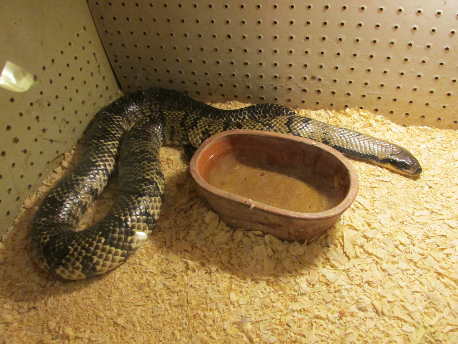 false water cobra serpentario mendoza