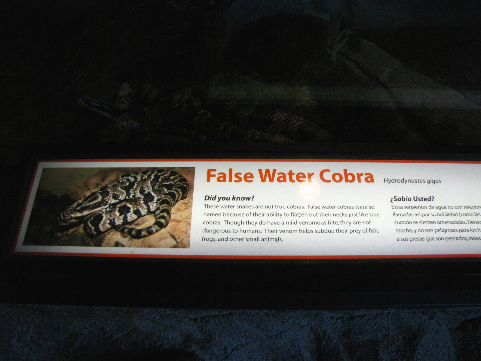 False Water Cobra Signage