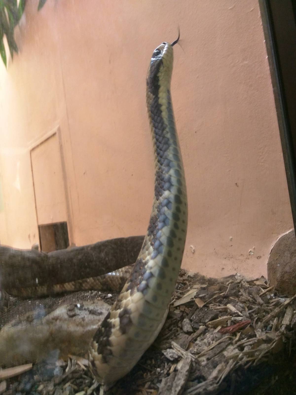 False water cobra