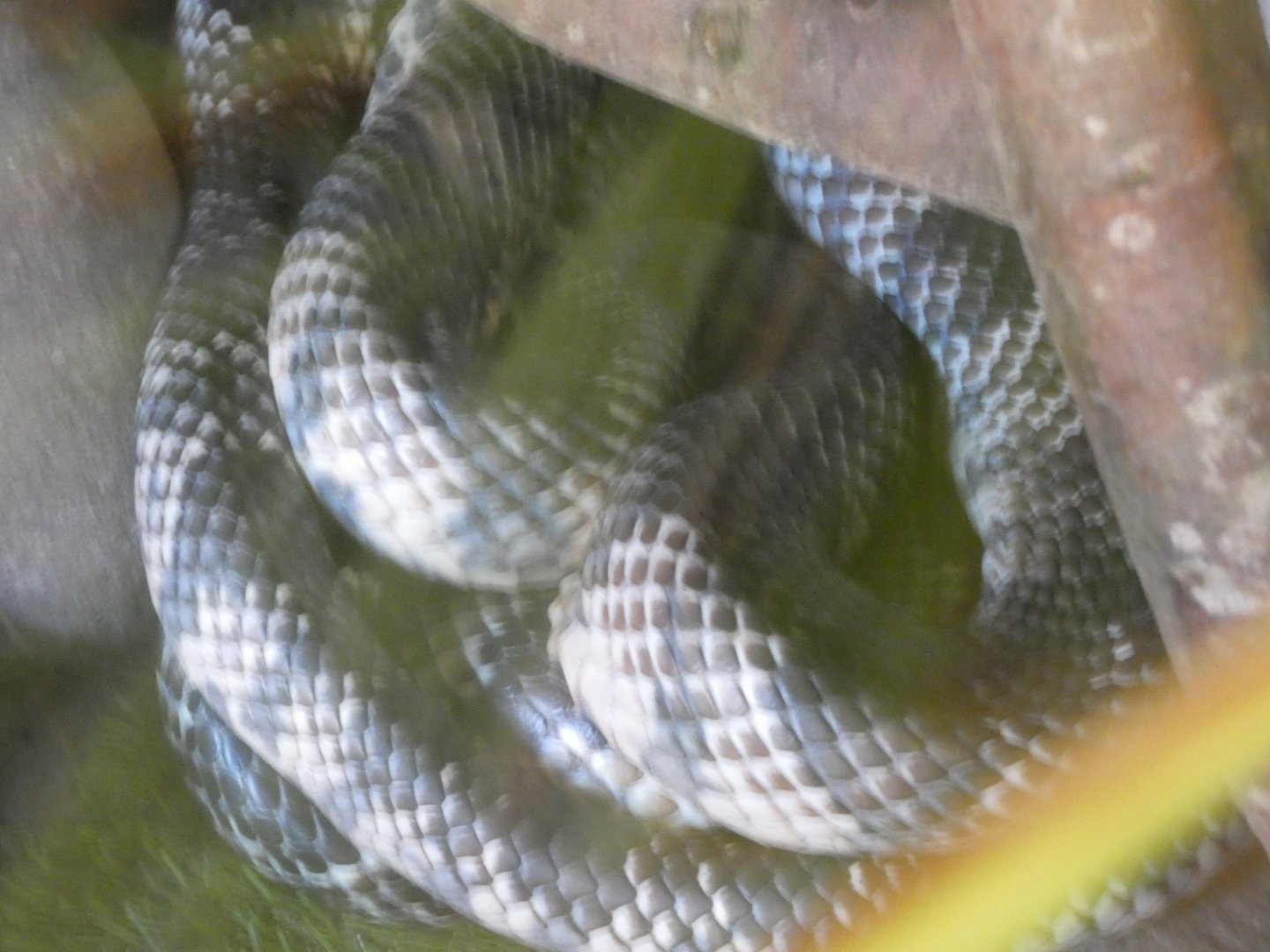 False Water Cobra
