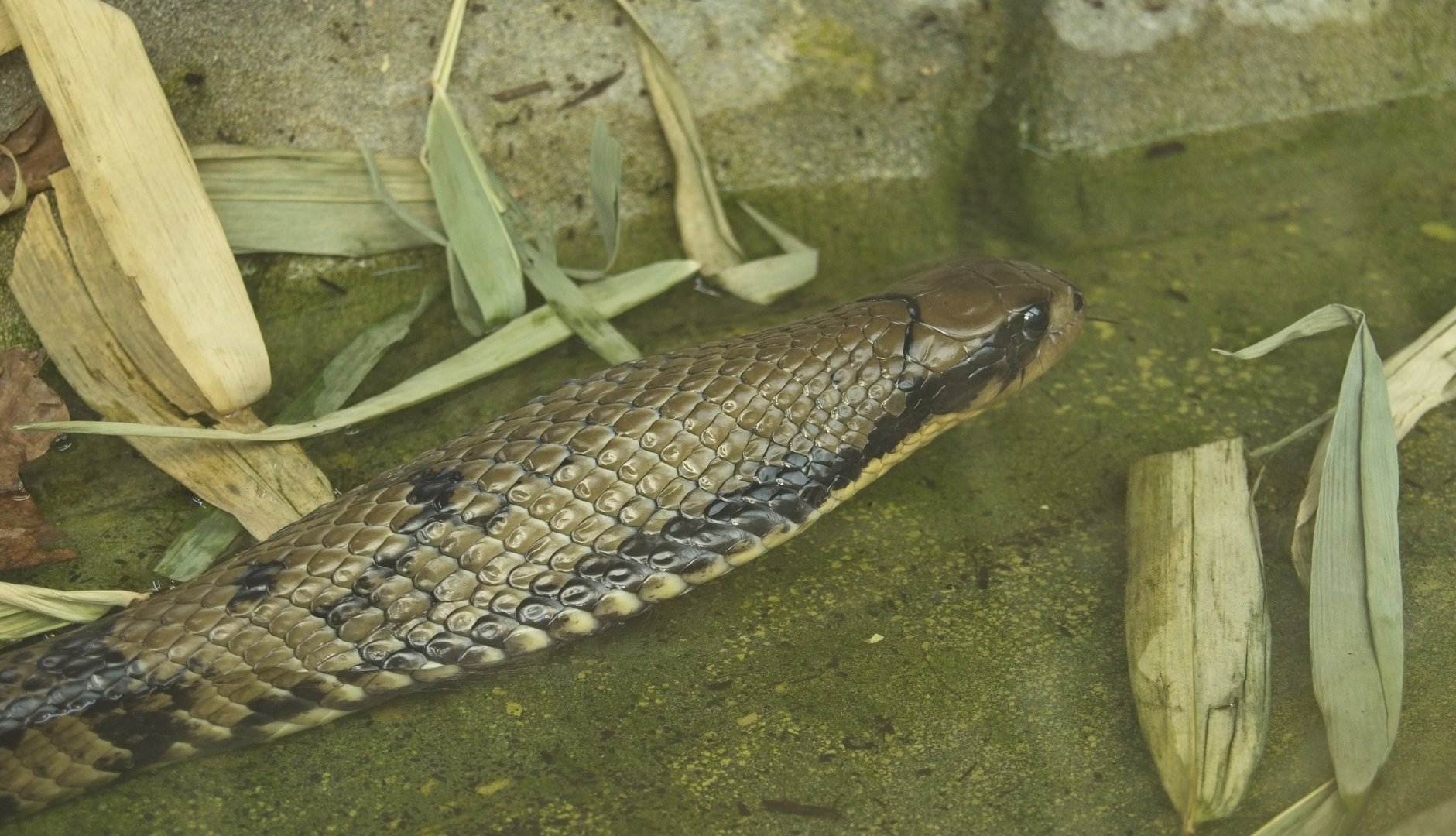 False Water Cobra.