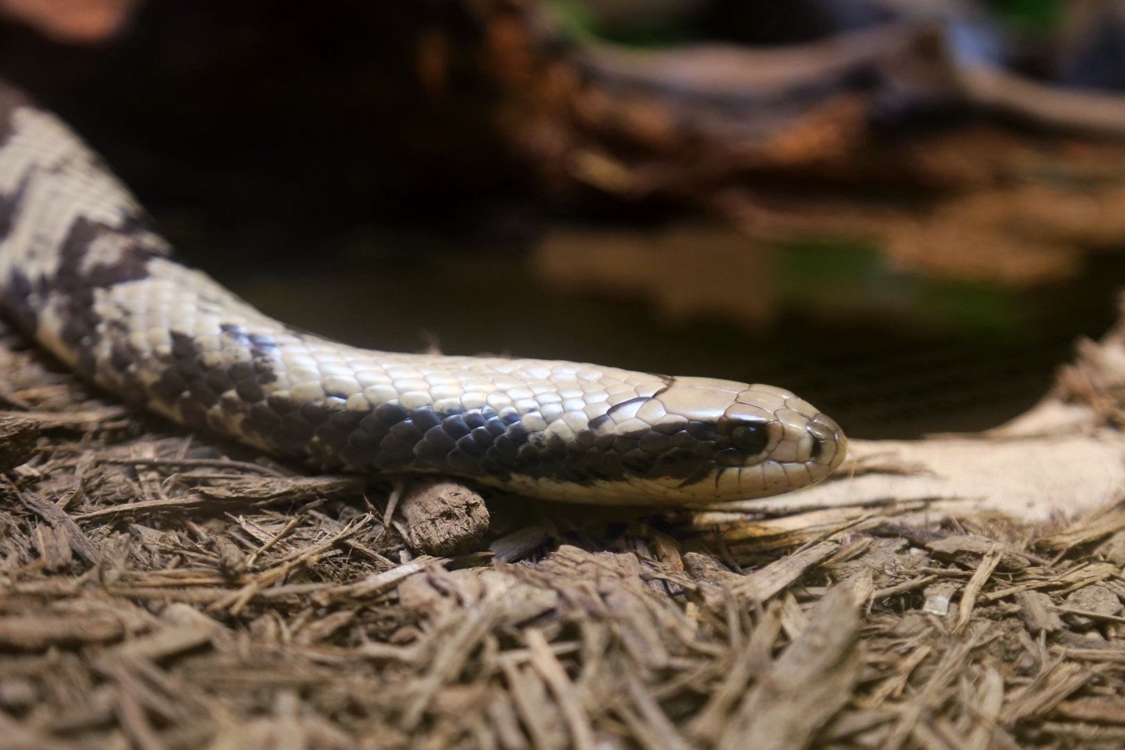 False Water Cobra