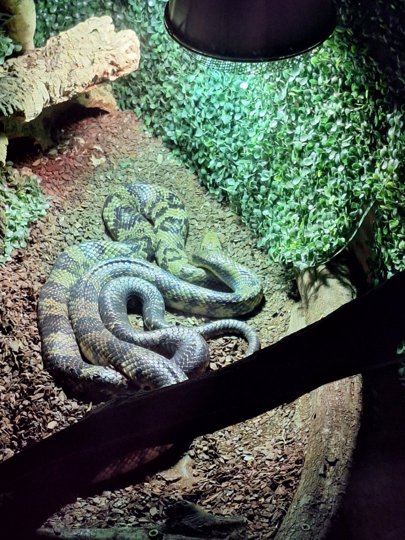 False Water Cobras
