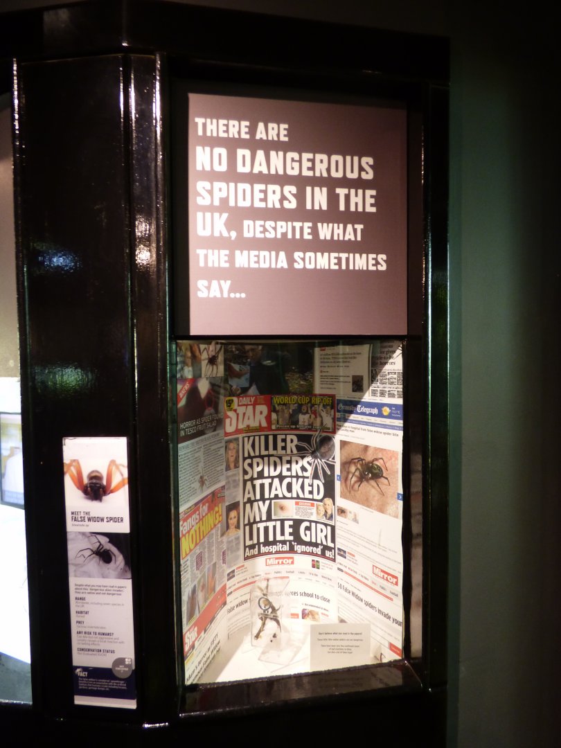 False Widow Spider Enclosure