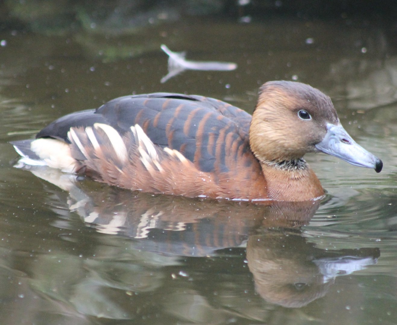 Falvous whistling duck