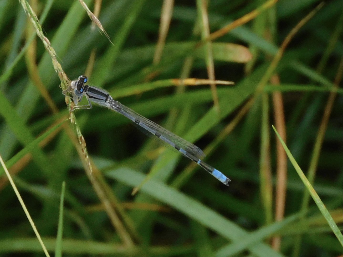familiar bluet