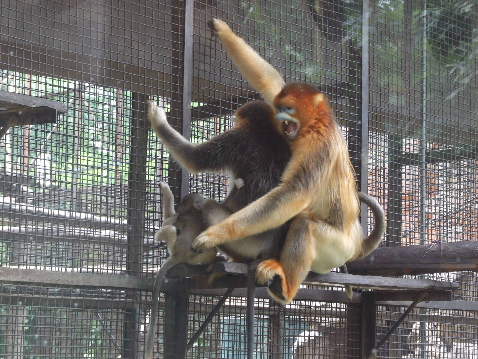 Family combat of Golden snub-nosed monkey