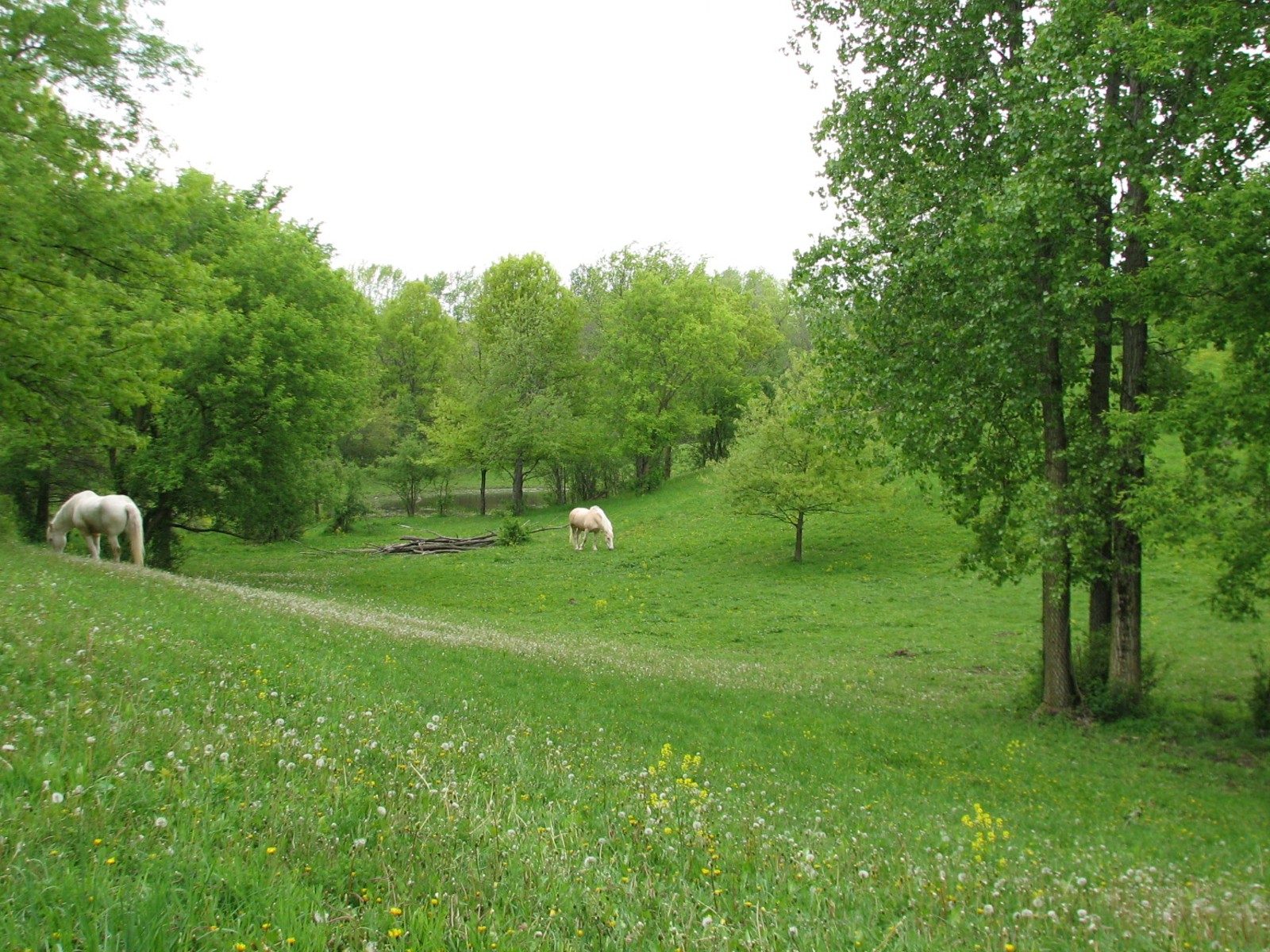 Family Farm - American Cream Draft Horse Pasture