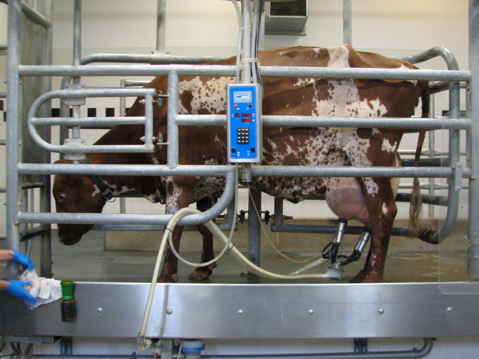 Family Farm - Dairy Barn Milking Demonstration