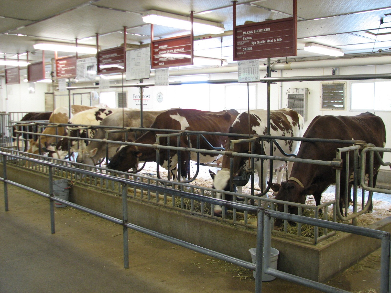 Family Farm - Dairy Complex