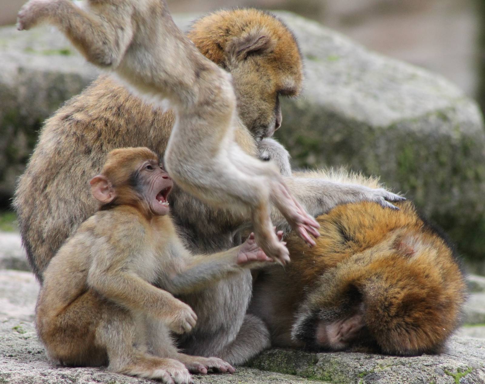 Family group Barbary monkeys