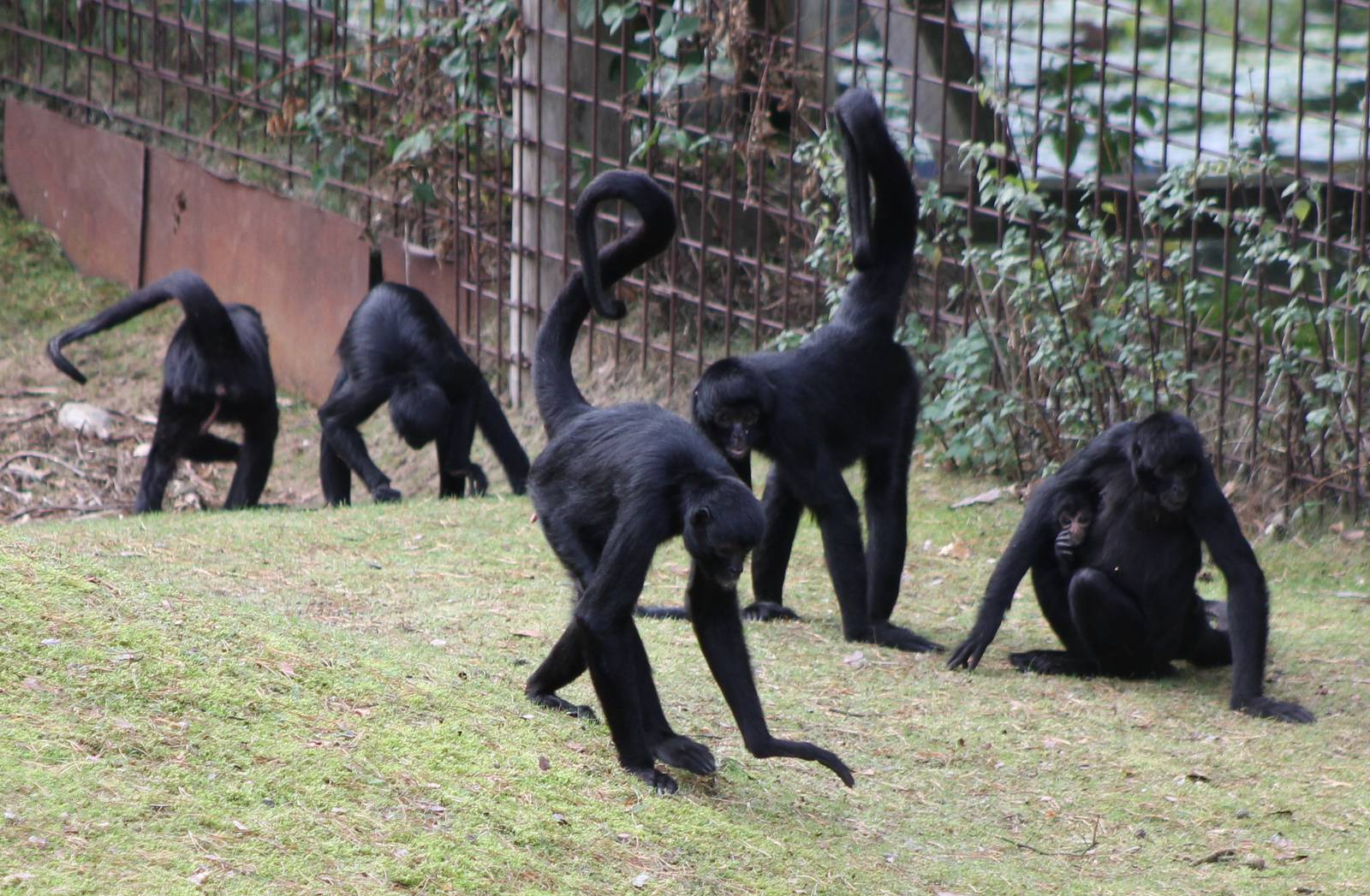 Family group Colombian spider monkeys