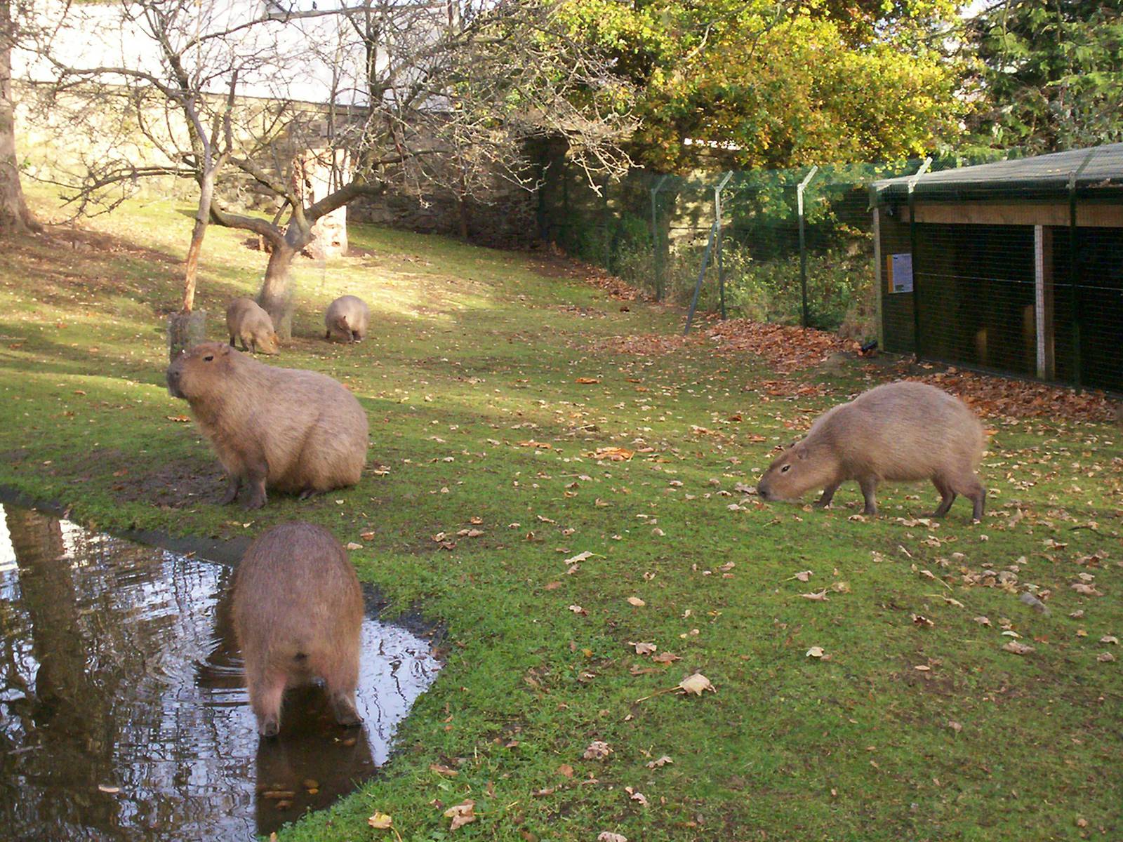 Family group of capybara at Edinburgh zoo