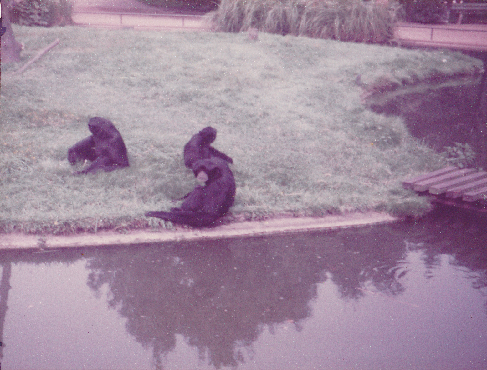 Family-group Siamangs