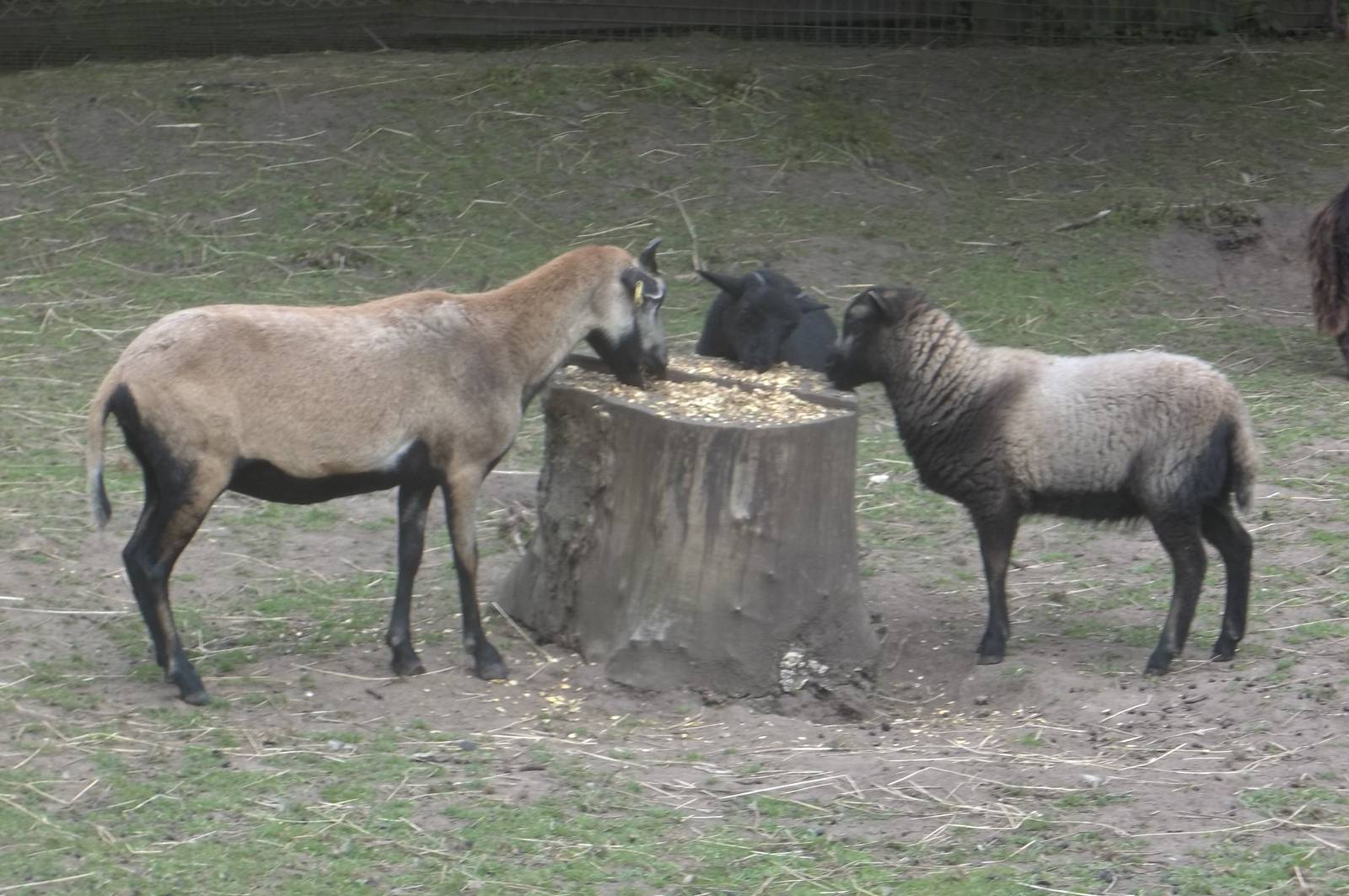 Family meal, 31st July 2016