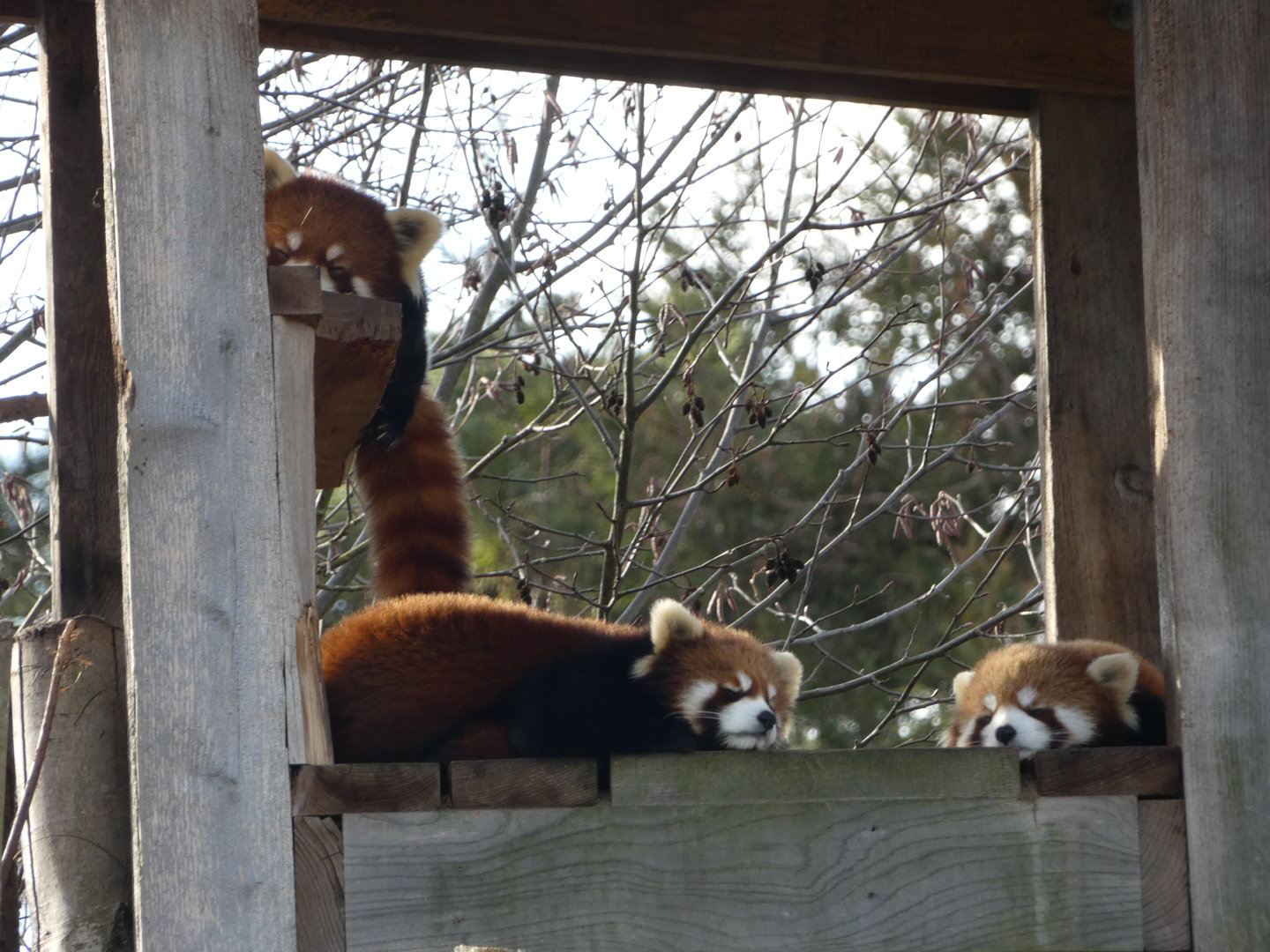 Family nap time (Red panda)