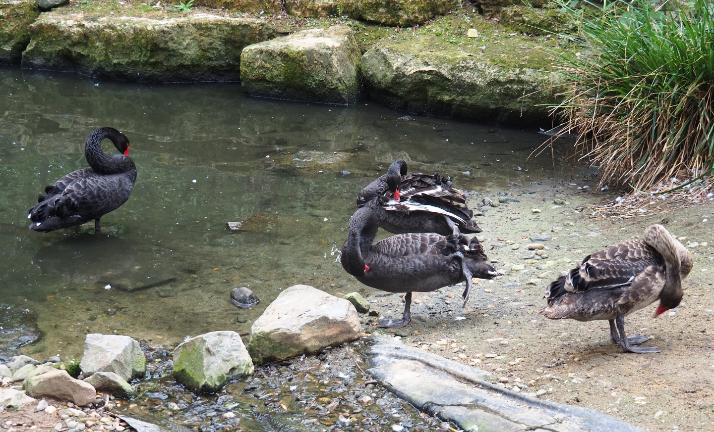 Family of black swans (Cygnus atratus), Aug 28th, 2018