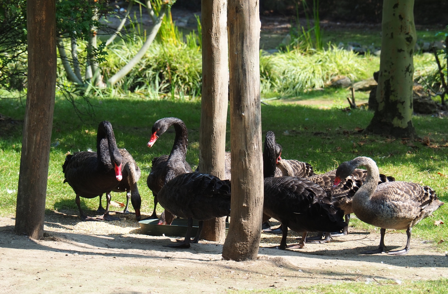 Family of black swans (Cygnus atratus) feeding (Aug 28th, 2018)