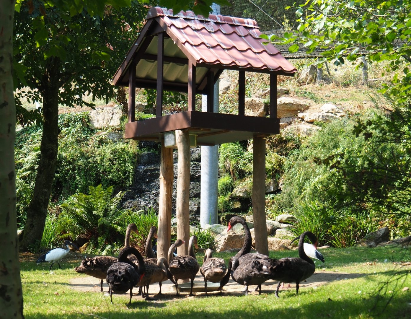 Family of black swans (Cygnus atratus) underneath bird feeder (Aug 28th, 2018)