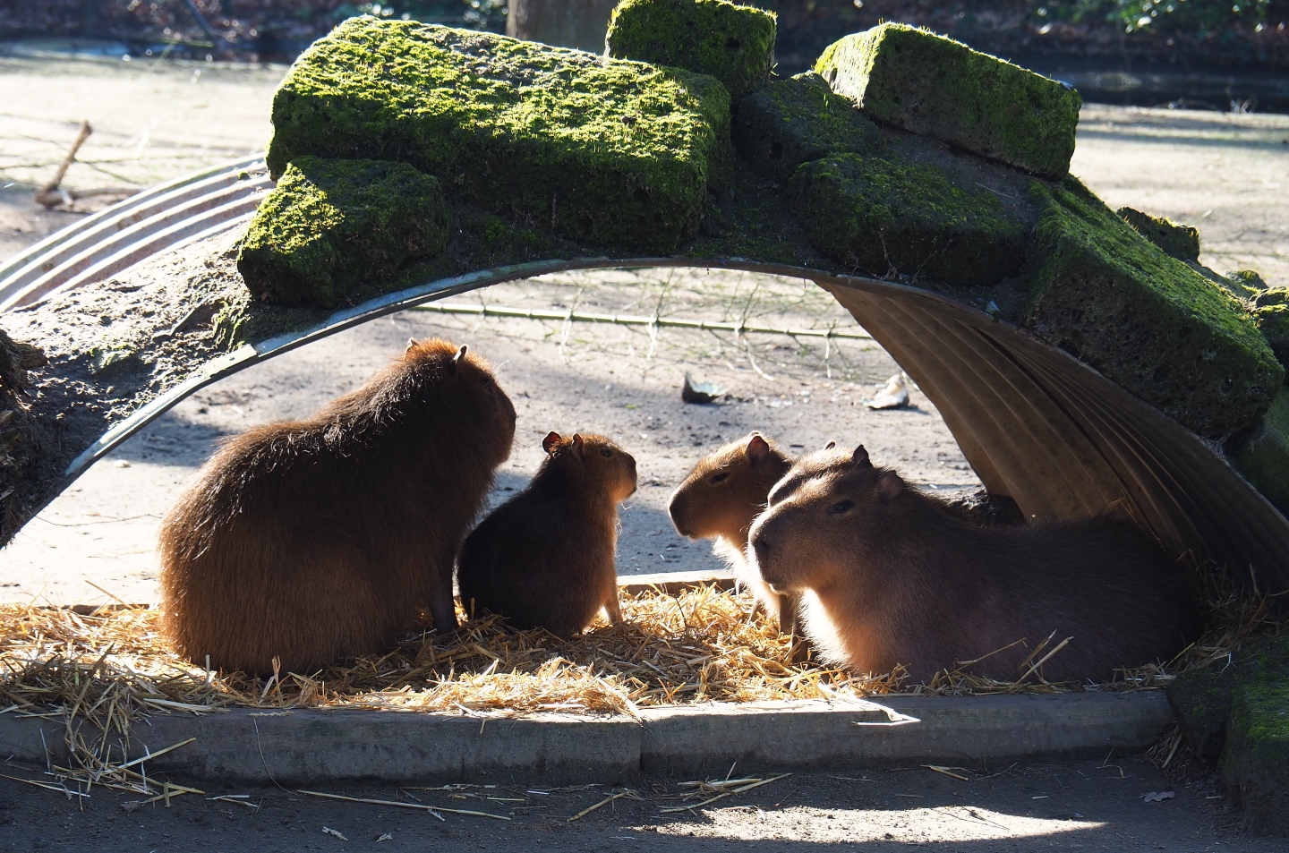 Family of capybaras (Hydrochoerus hydrochaeris), Feb 16th, 2019