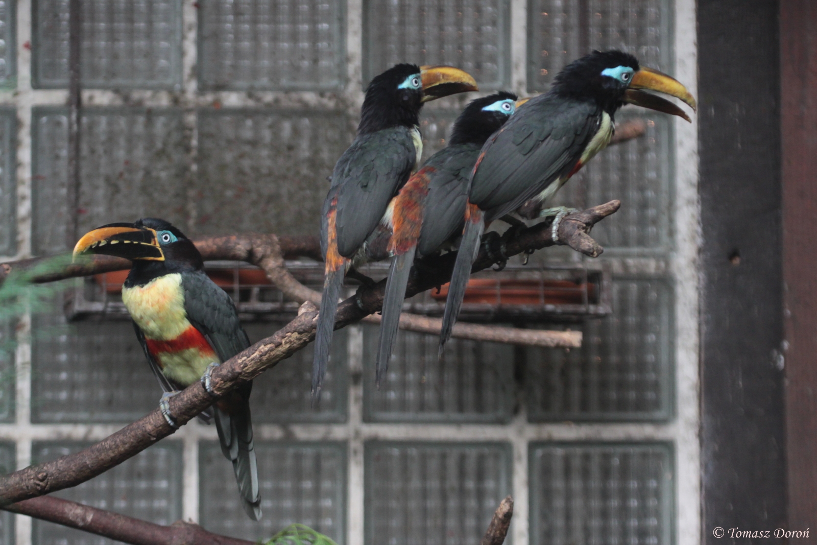 Family of Chestnut-eared Aracaris (Pteroglossus castanotis), October 2014