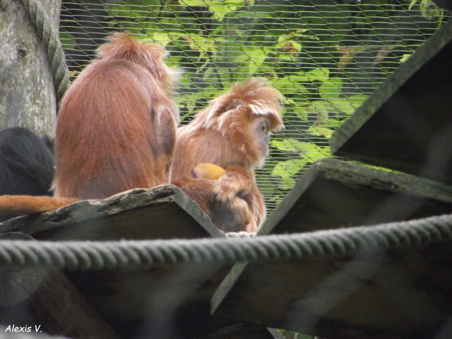 Family of Javan Lutungs - Zooparc de Beauval - 13/07/2024