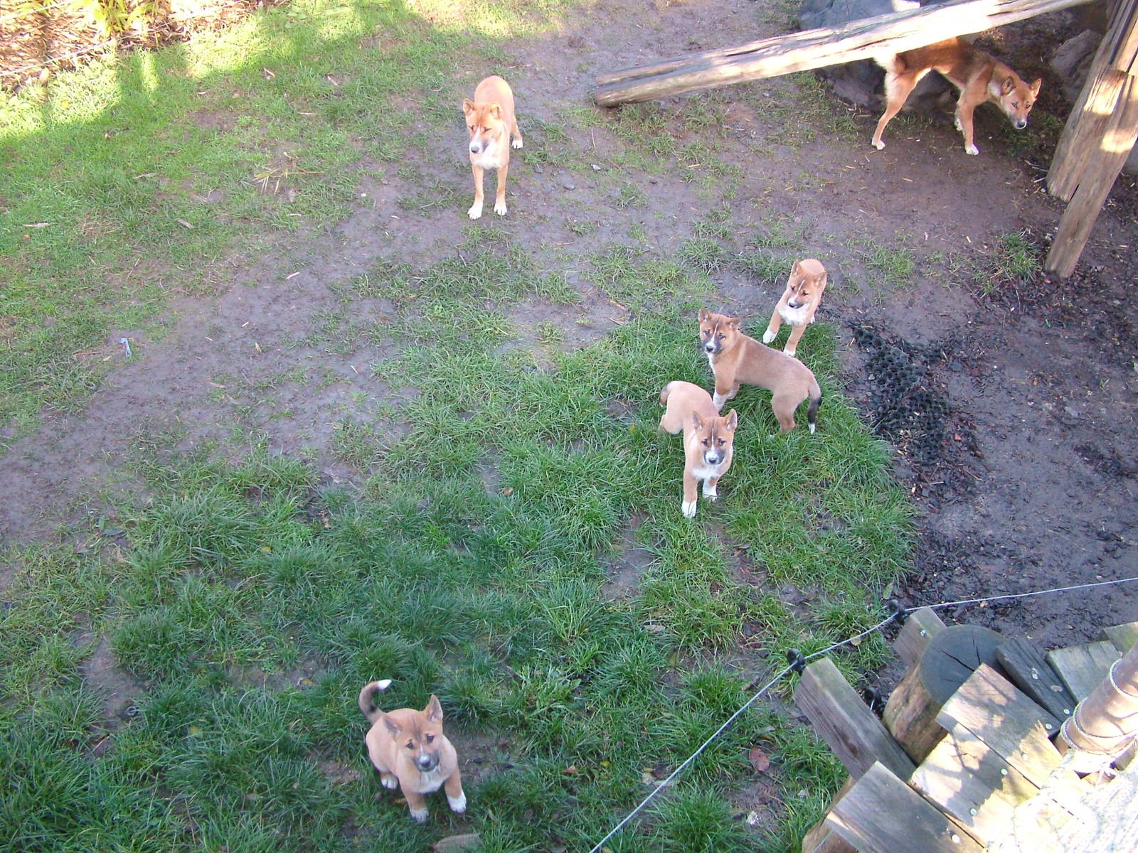 Family of New Guinea Singing Dogs at the RSCC 28/11/09