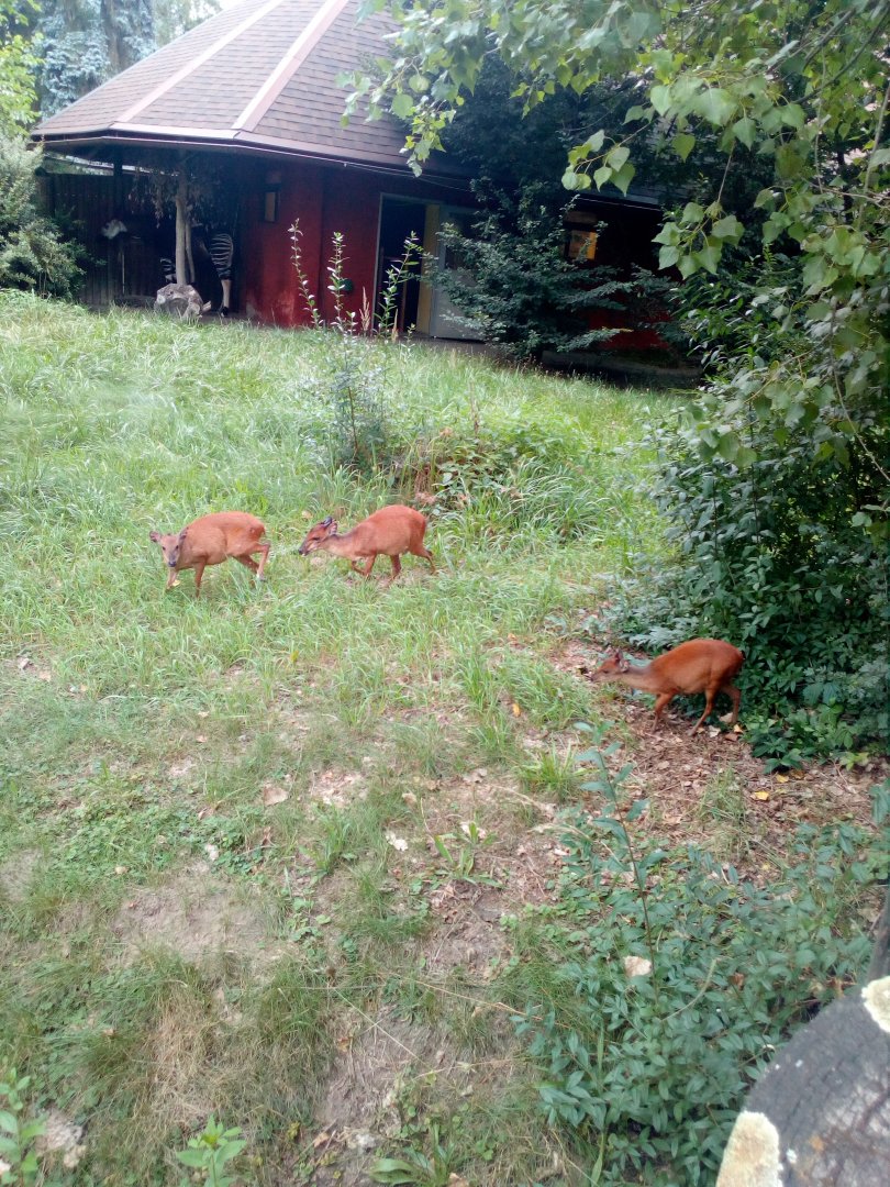 Family of red forest duikers with okapi in the background-7/24