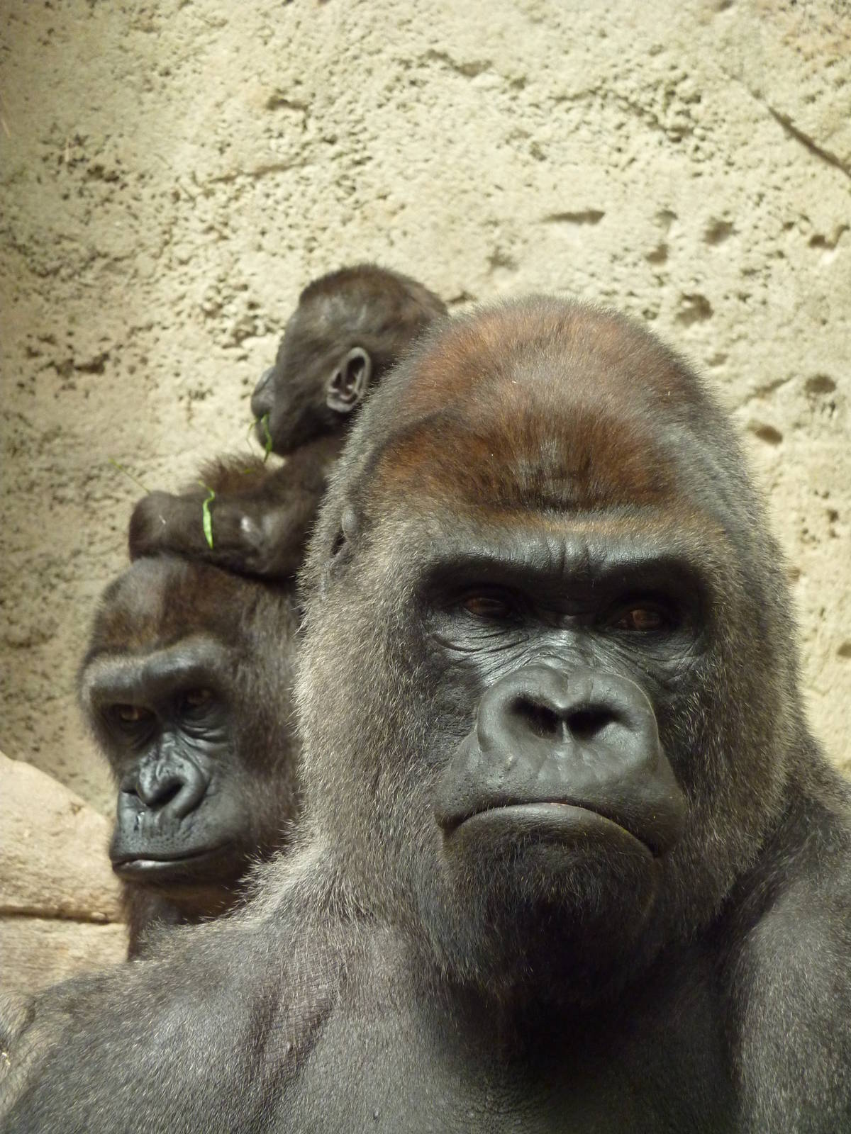 Family portrait, 12th April 2012.
