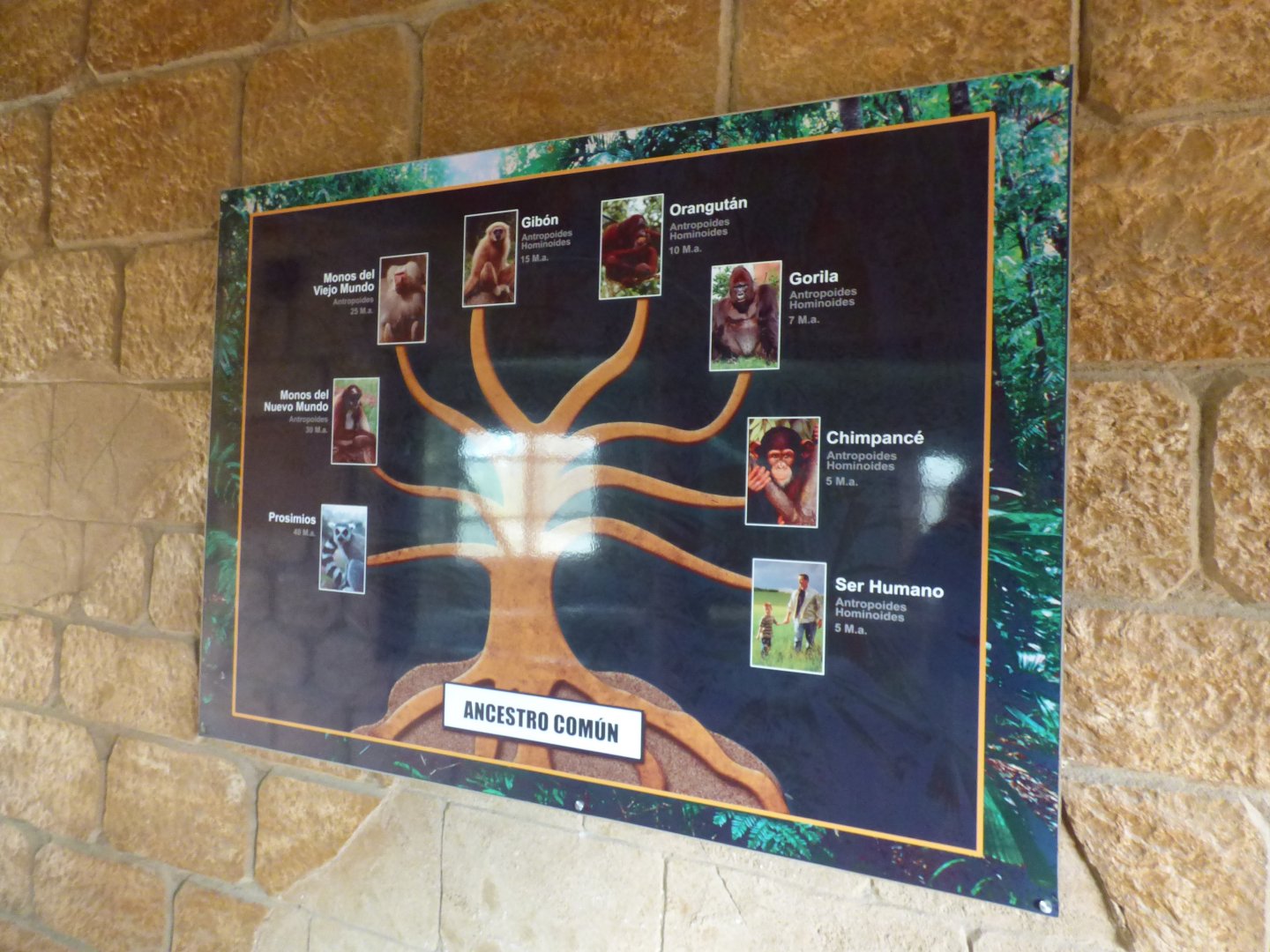 Family Tree in Orangutan House