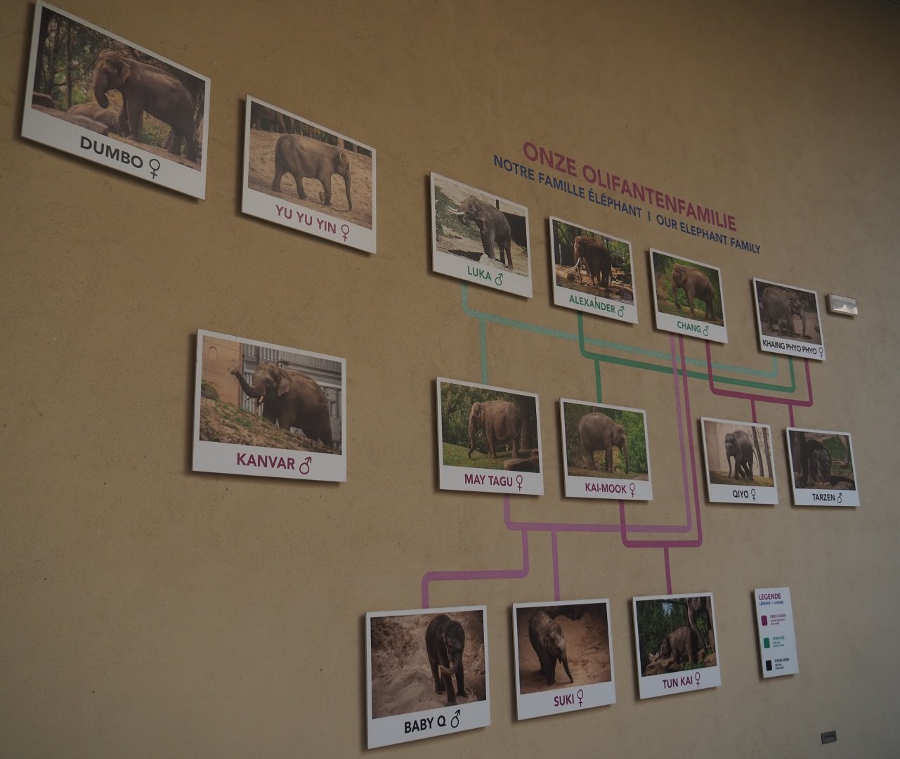 Family tree of Asian elephants at Planckendael, 2020-09-16