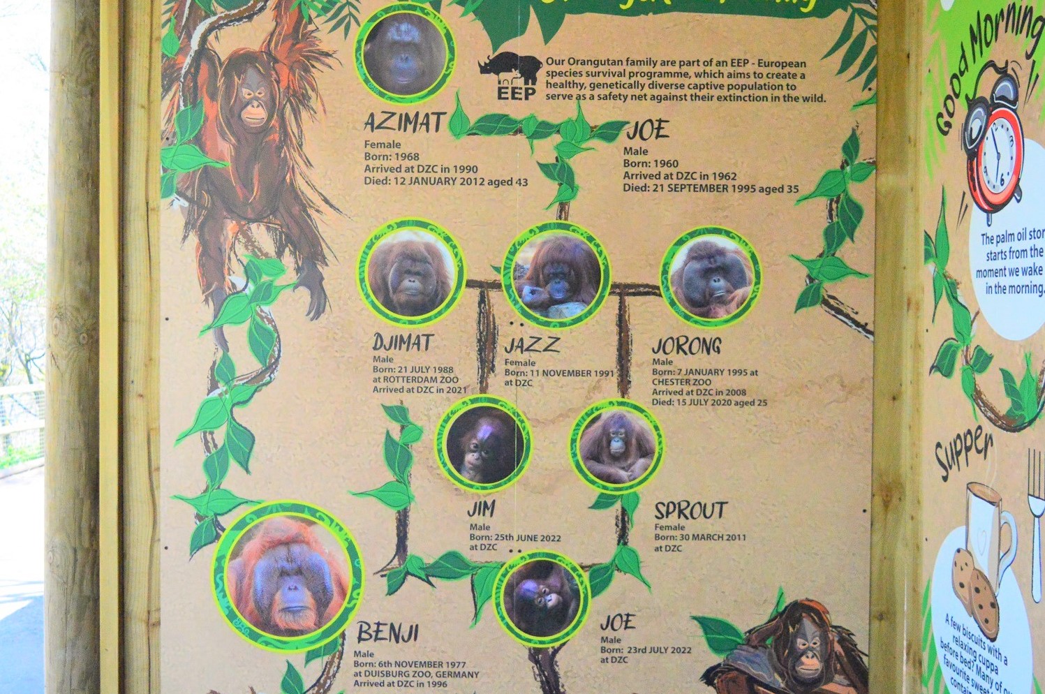 Family tree of Dudley's orangutans.