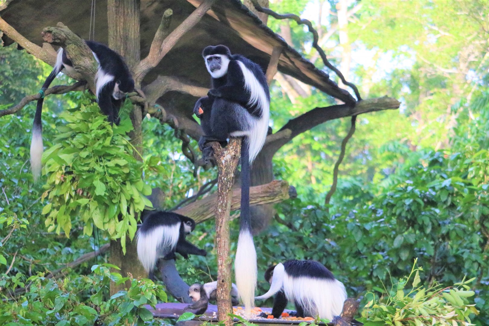 Family/Troop of Mantled Guerezas