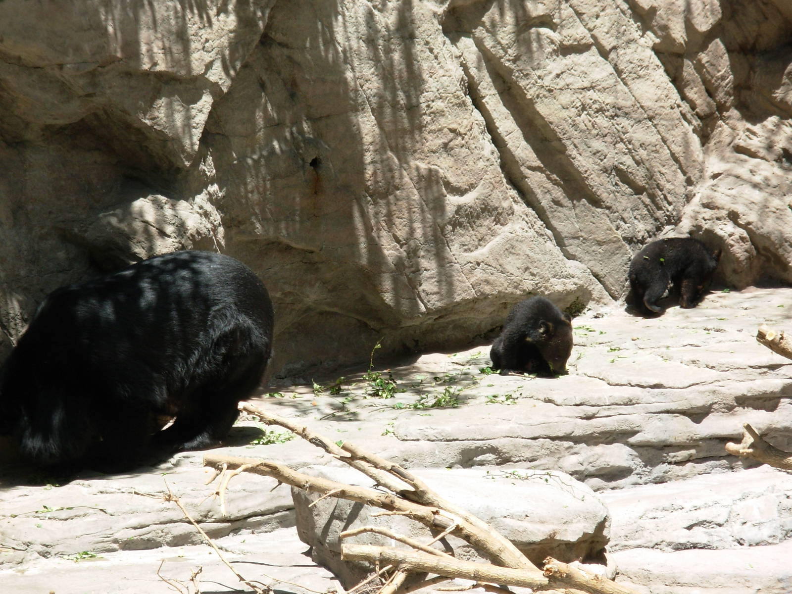 Famous Bear Mountain - Denver Zoo