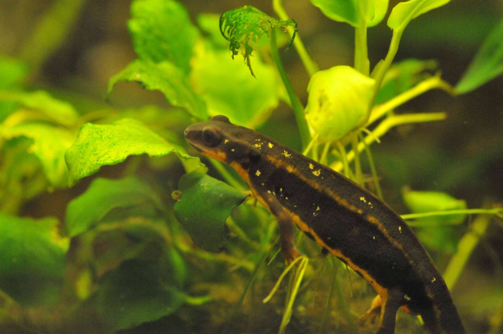 Famous Chemnitz Vivarium