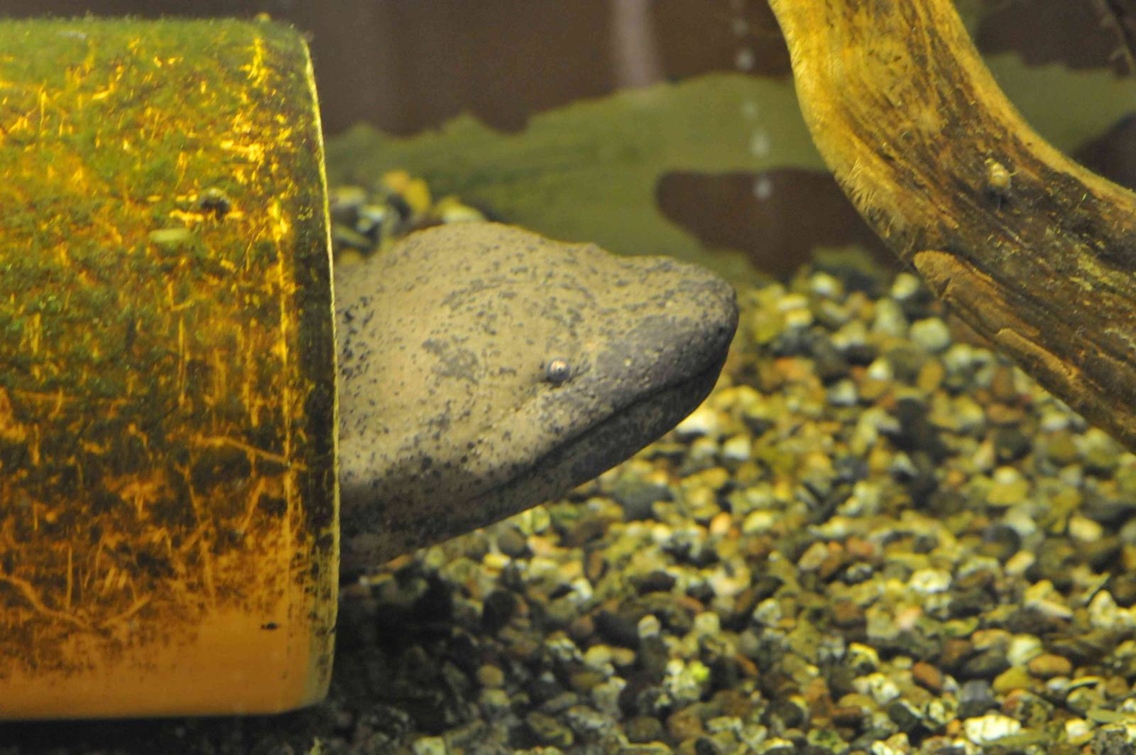 Famous Chemnitz Vivarium