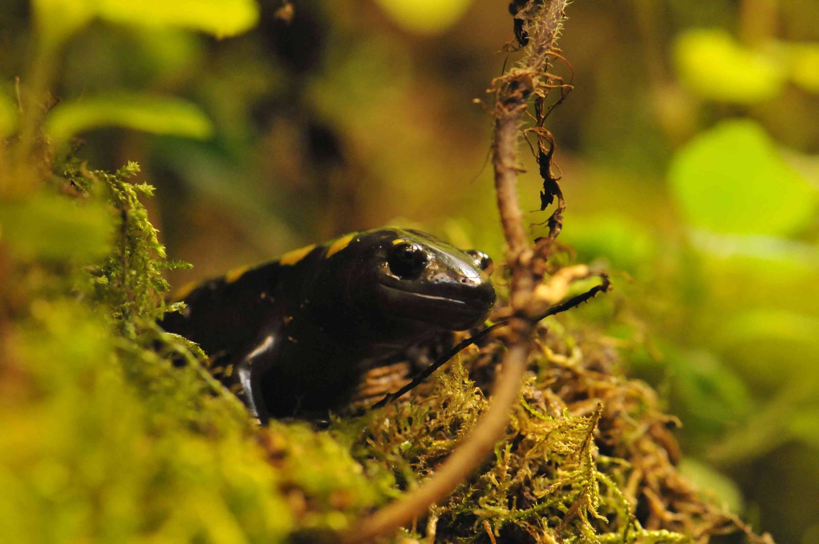Famous Chemnitz Vivarium