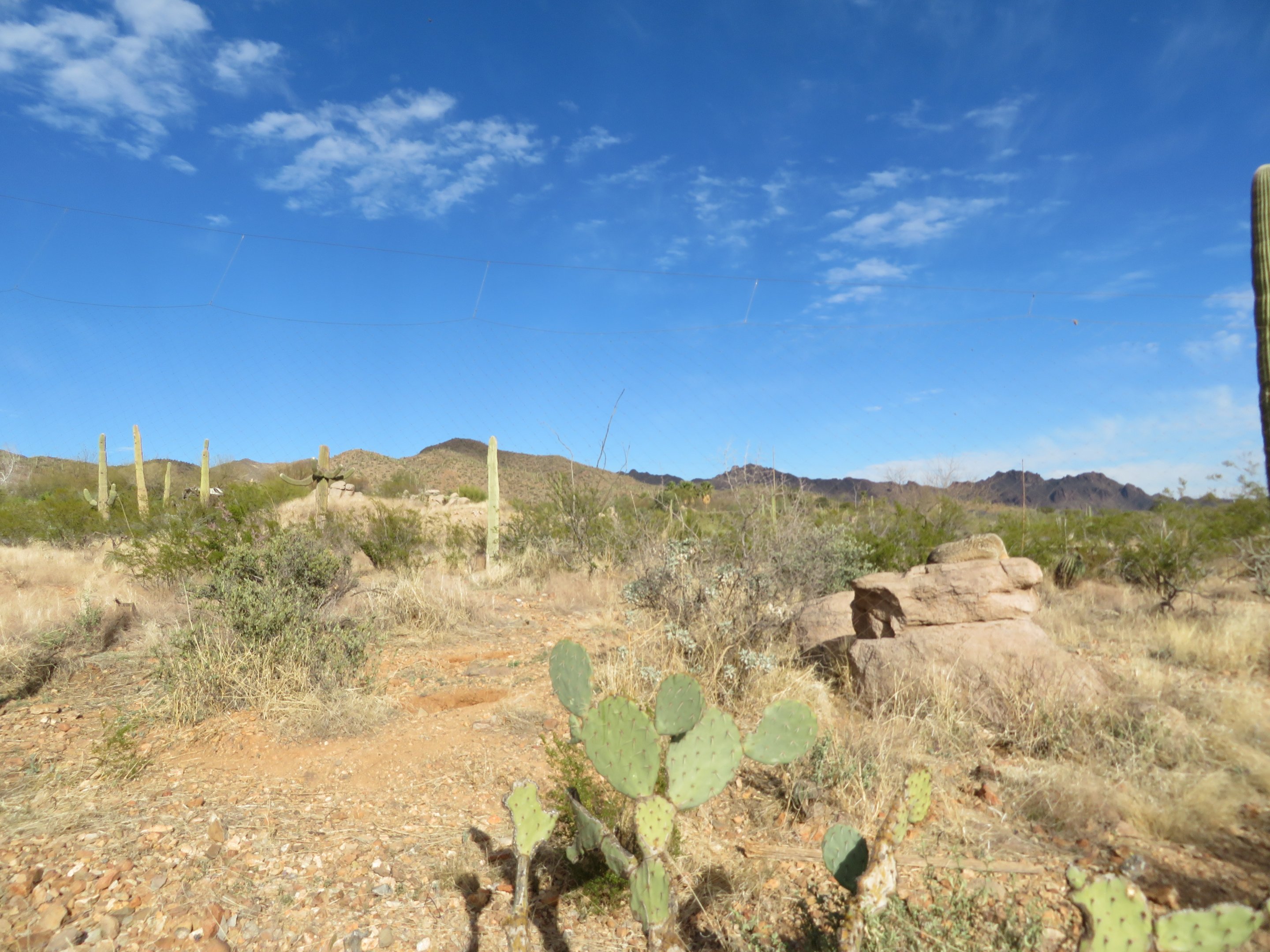Famous Coyote Exhibit