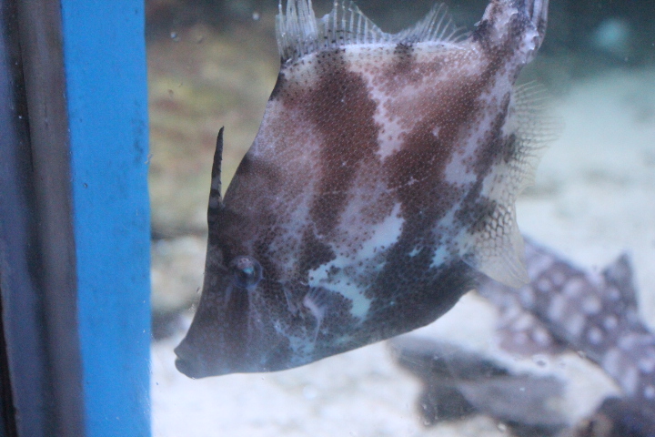 Fan-bellied leatherjacket (Monacanthus chinensis)