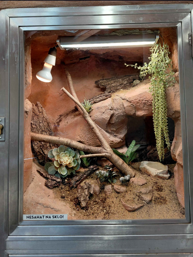 Fan-footed gecko exhibit