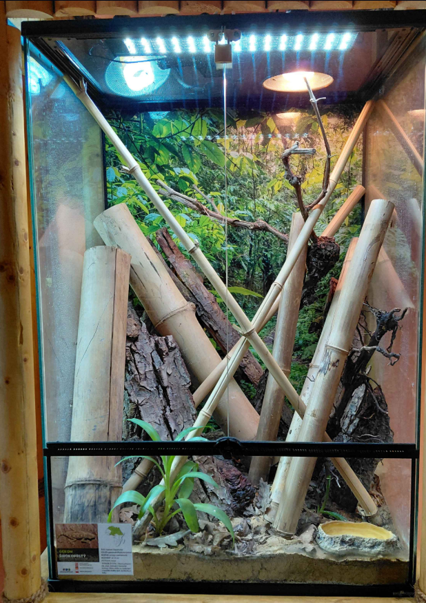 Fan-fotted gecko exhibit