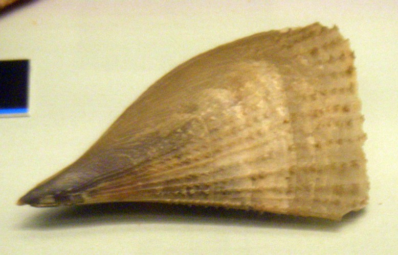 Fan Mussel (Atrina fragilis)