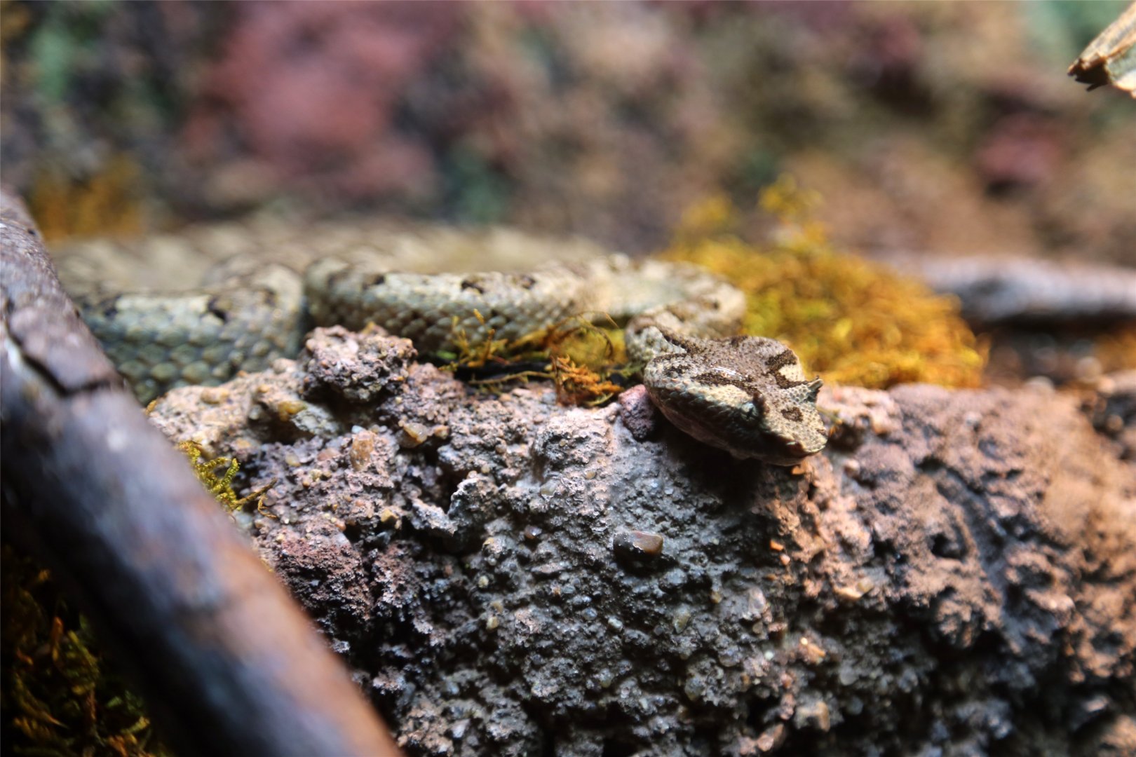Fan-Si-Pan Horned Pit Viper (Protobothrops cornutus)