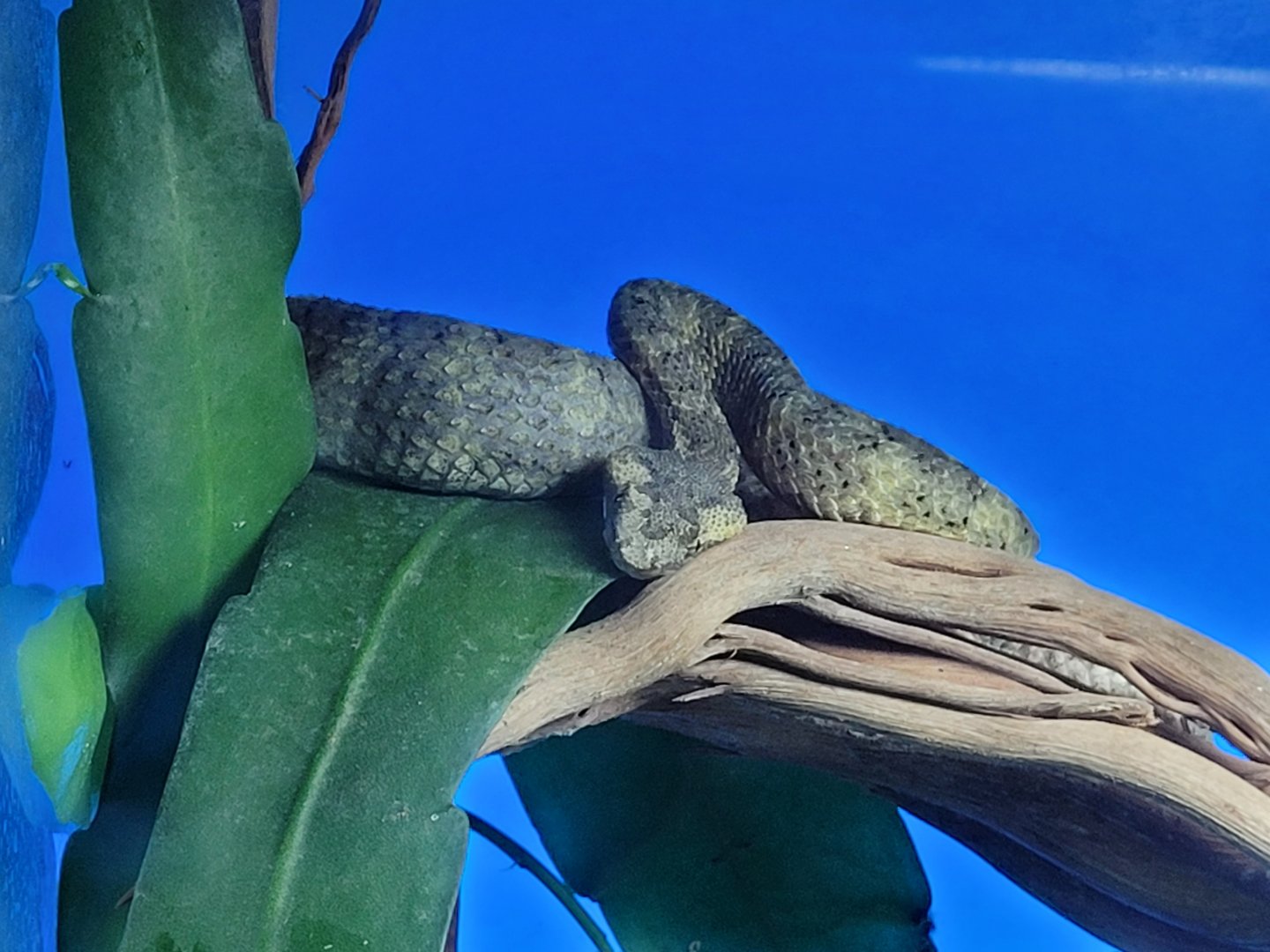 Fan-Si-Pan horned pitviper -TerraNatura Benidorm (2022)