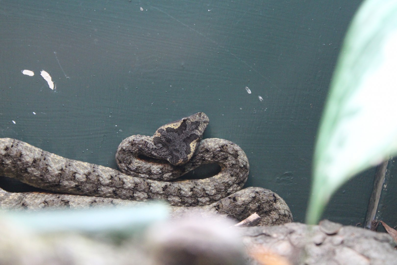 Fan Si Pan Horned Viper