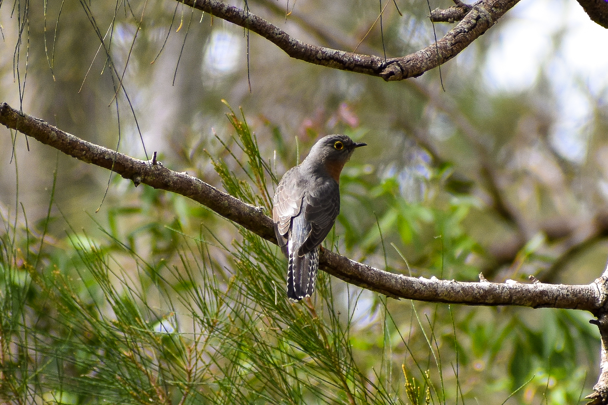 Fan-tailed Cuckoo (Cacomantis flabelliformis)