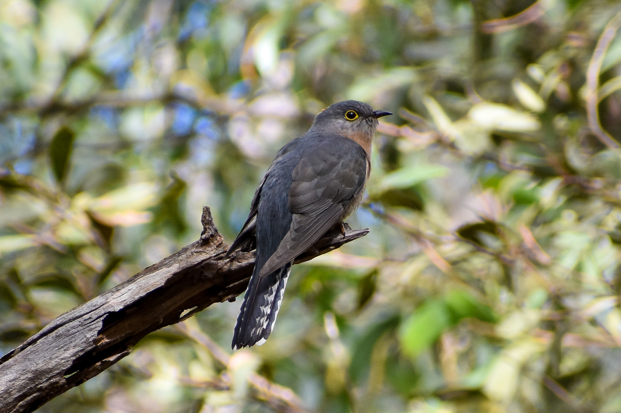 Fan-tailed Cuckoo (Cacomantis flabelliformis)
